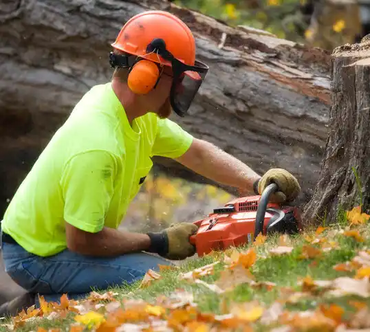 tree services Norwich